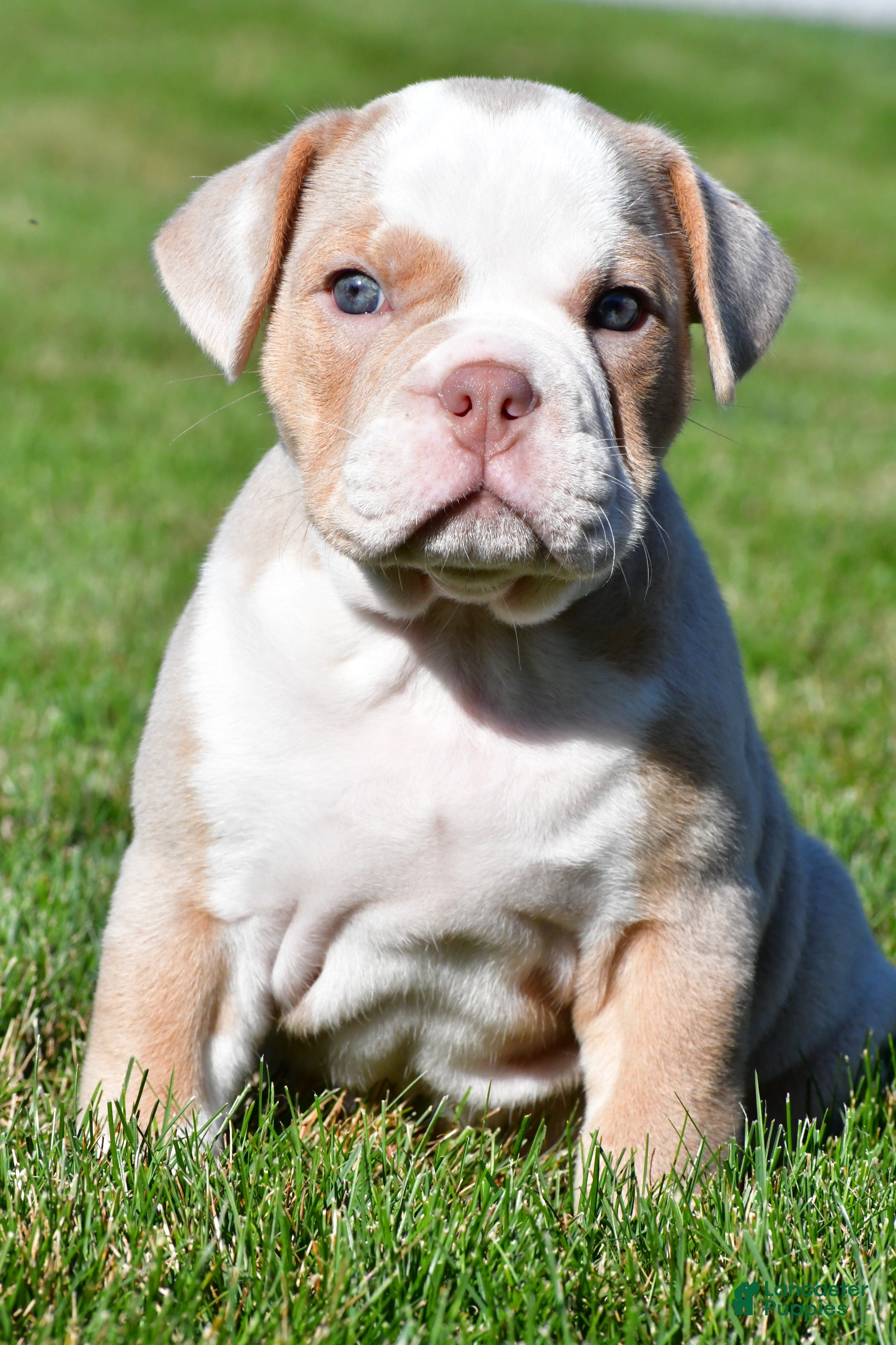 Beabull dogs Myles - Ad 1