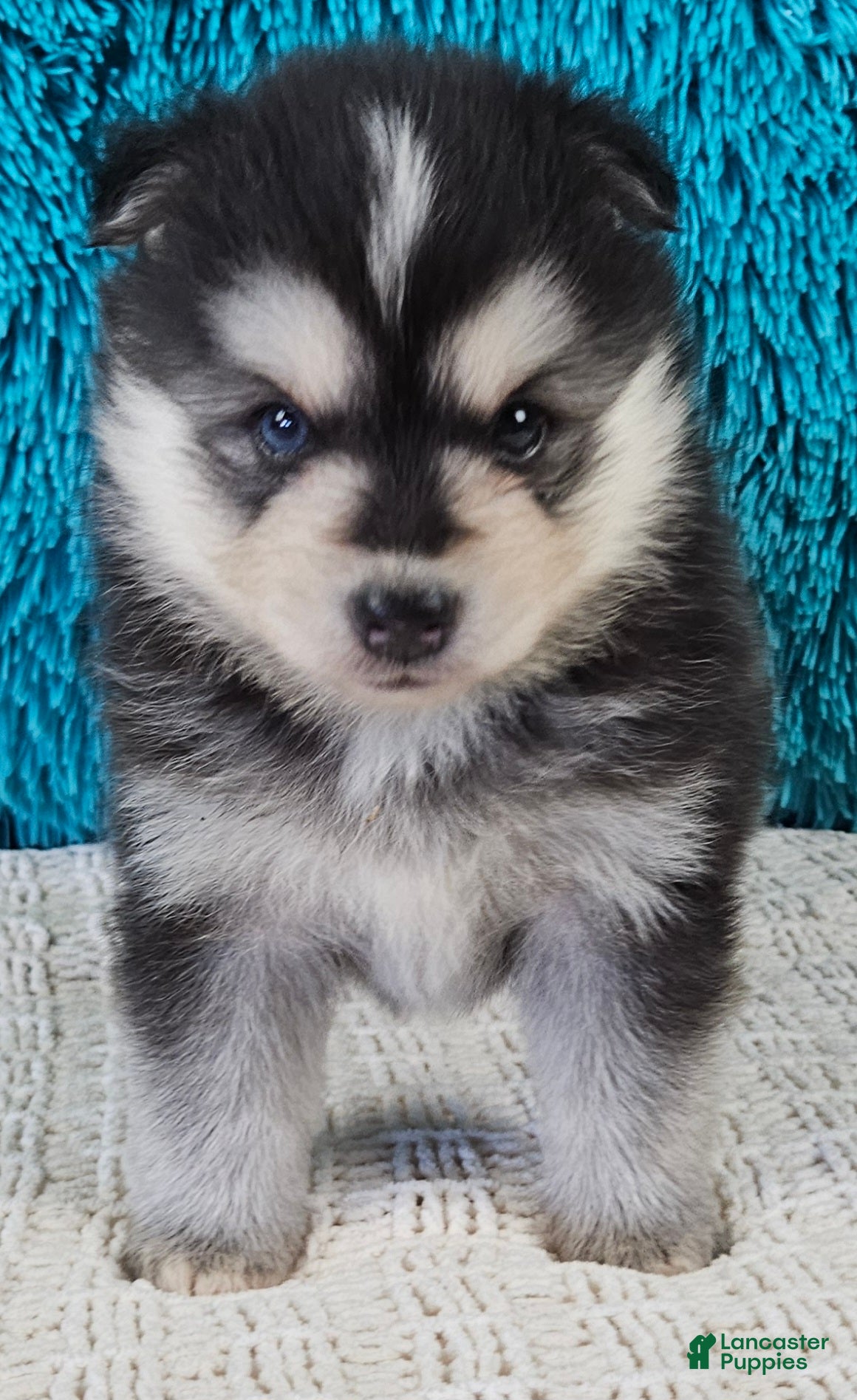 Pomsky dogs Turner  - Ad 2