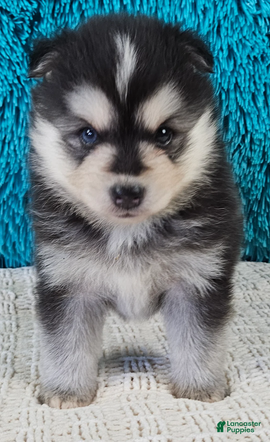 Pomsky dogs for sale: Turner  - Ad 2