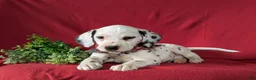 Dalmatian dogs for sale: Jules - Ad 6