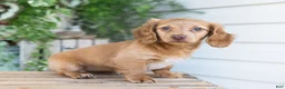 Dachshund dogs for sale: Winnie - Ad 7