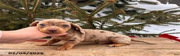 Miniature Dachshund dogs for sale: Crew - Ad 3