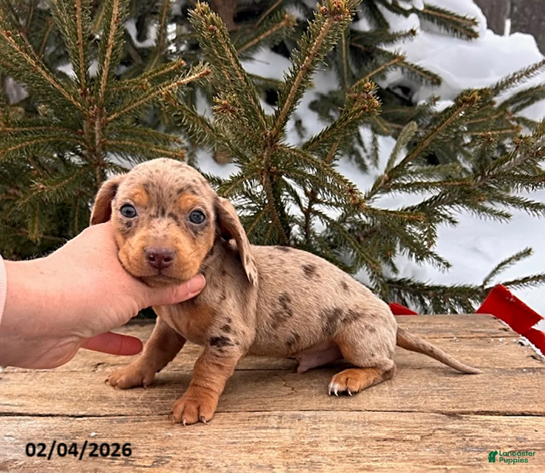 Miniature Dachshund dogs for sale: Crew - Ad 3
