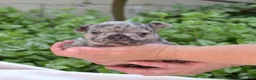 French Bulldog dogs for sale: Pebbles  - Ad 5