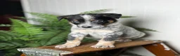 Australian Cattle Dog dogs for sale: Duke - Ad 4