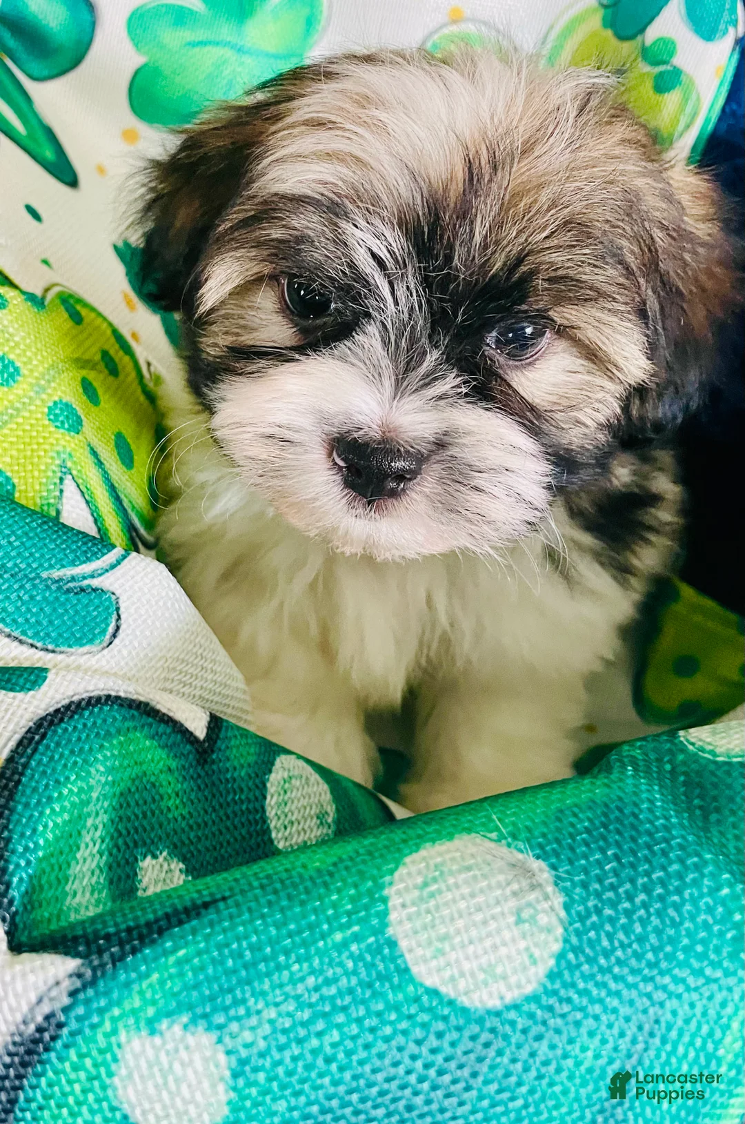 Havanese dogs for sale: Little prince - Ad 1