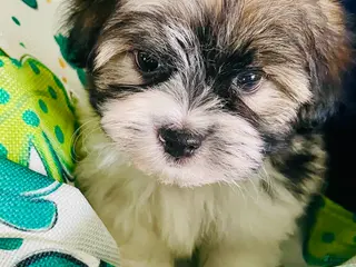 Havanese dogs for sale: Little prince - Ad 3