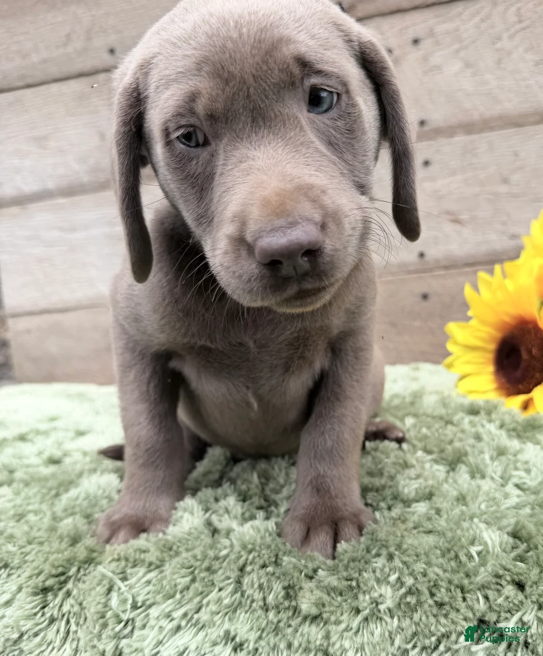 Labrador Retriever dogs for sale: Silver sissy - Ad 5