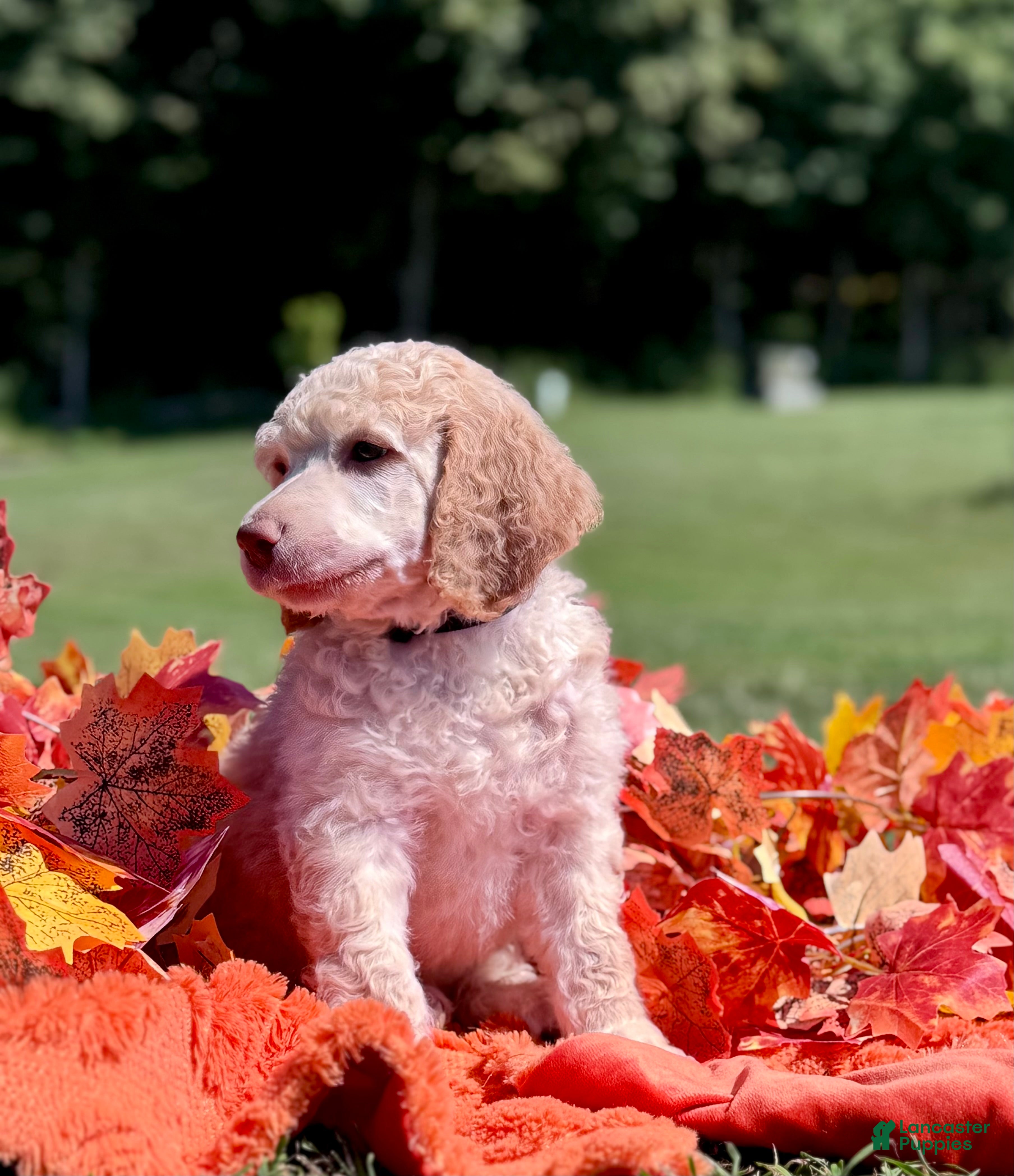 Standard Poodle dogs Black collar - Ad 2