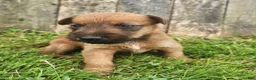 Irish Terrier dogs for sale: Ruby - Ad 4