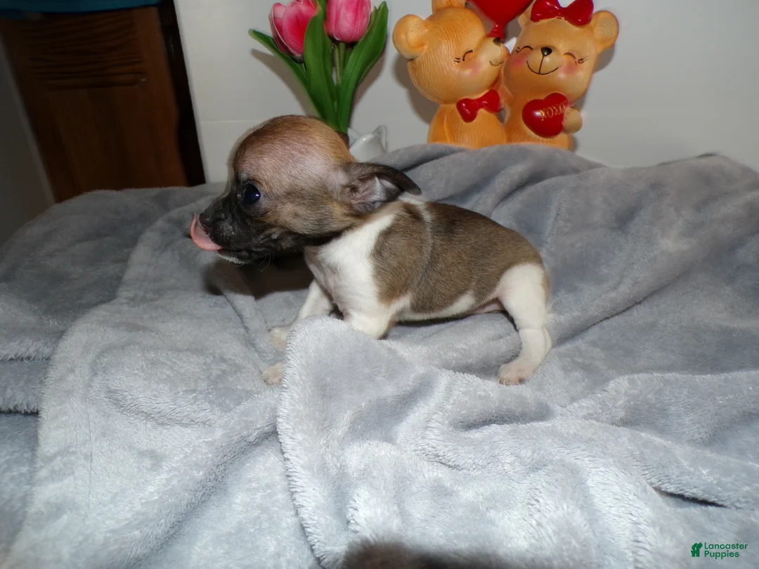 Chihuahua dogs for sale: Chihuahua Puppy 3 Louise - Ad 4