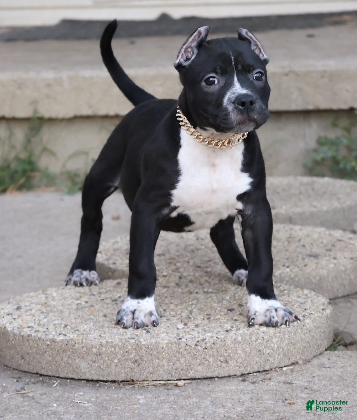 American Bully dogs Harmonia - XL - ABKC - Ad 1