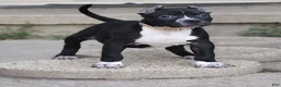 American Bully dogs for sale: Harmonia - XL - ABKC - Ad 1