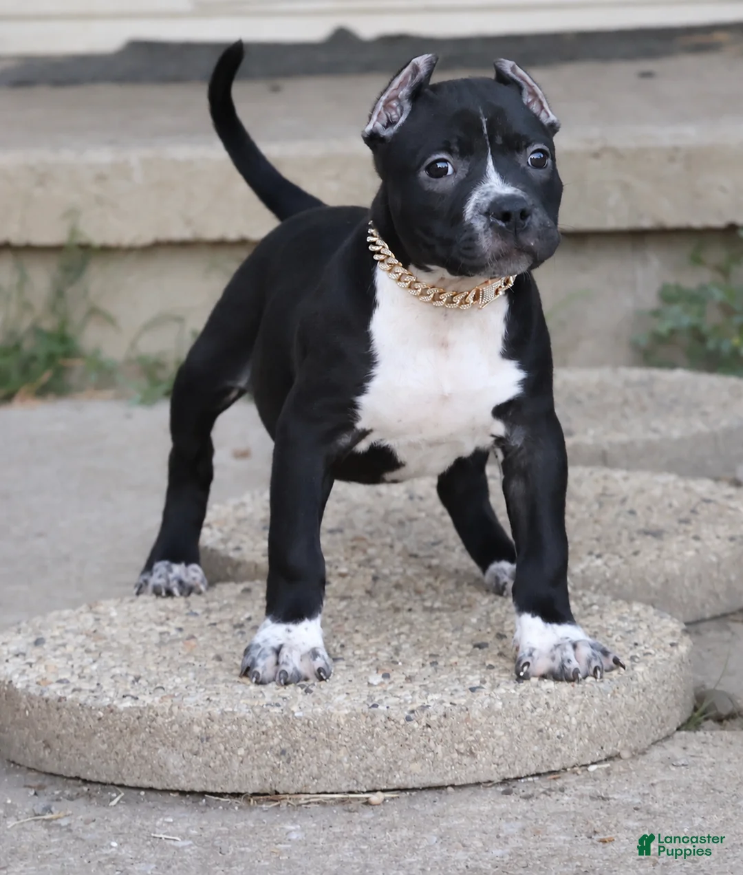 American Bully dogs for sale: Harmonia - XL - ABKC - Ad 1