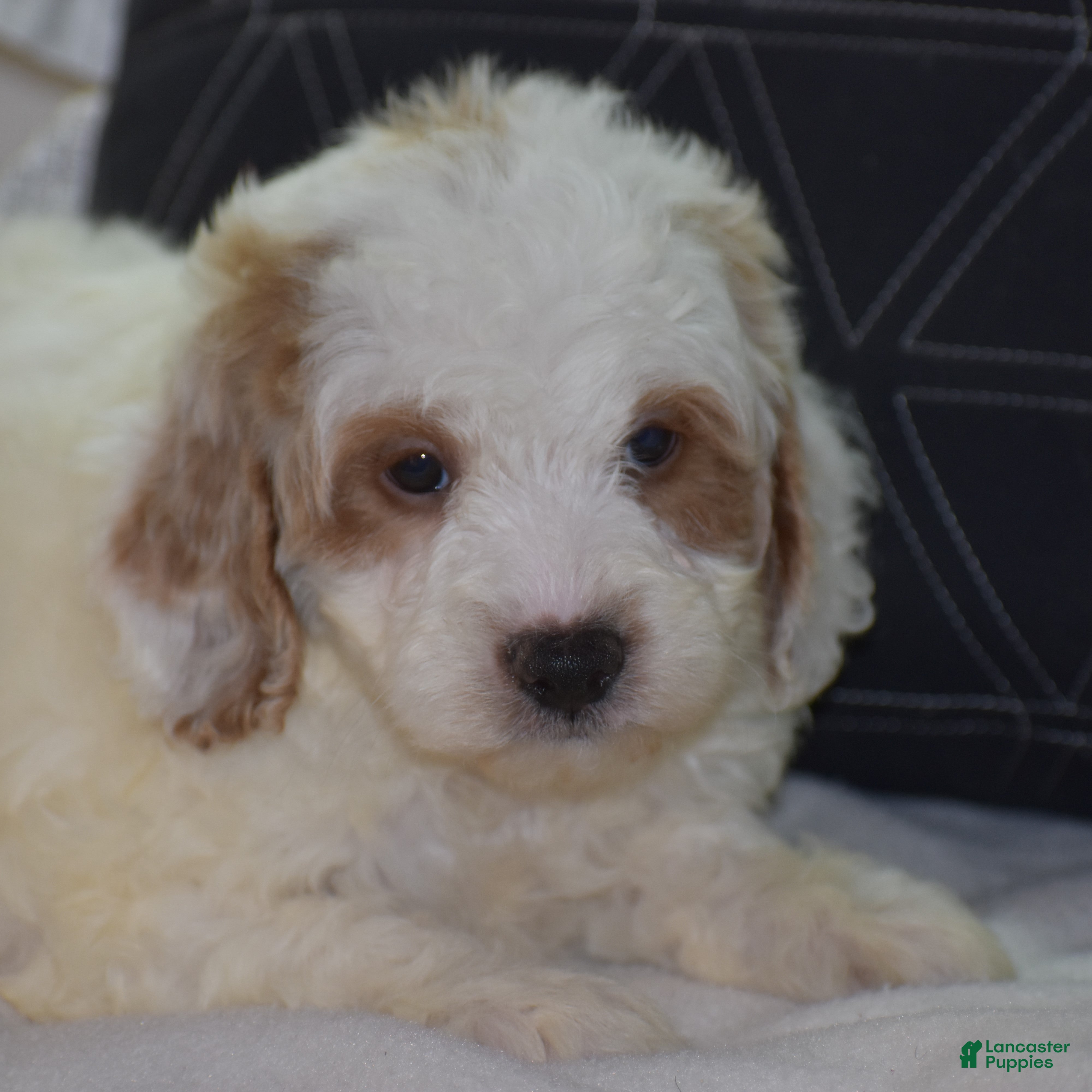 Mini Goldendoodle dogs Gordy - Ad 5