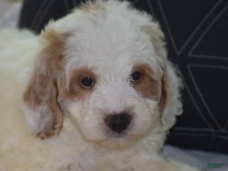 Mini Goldendoodle dogs Gordy - Ad 5