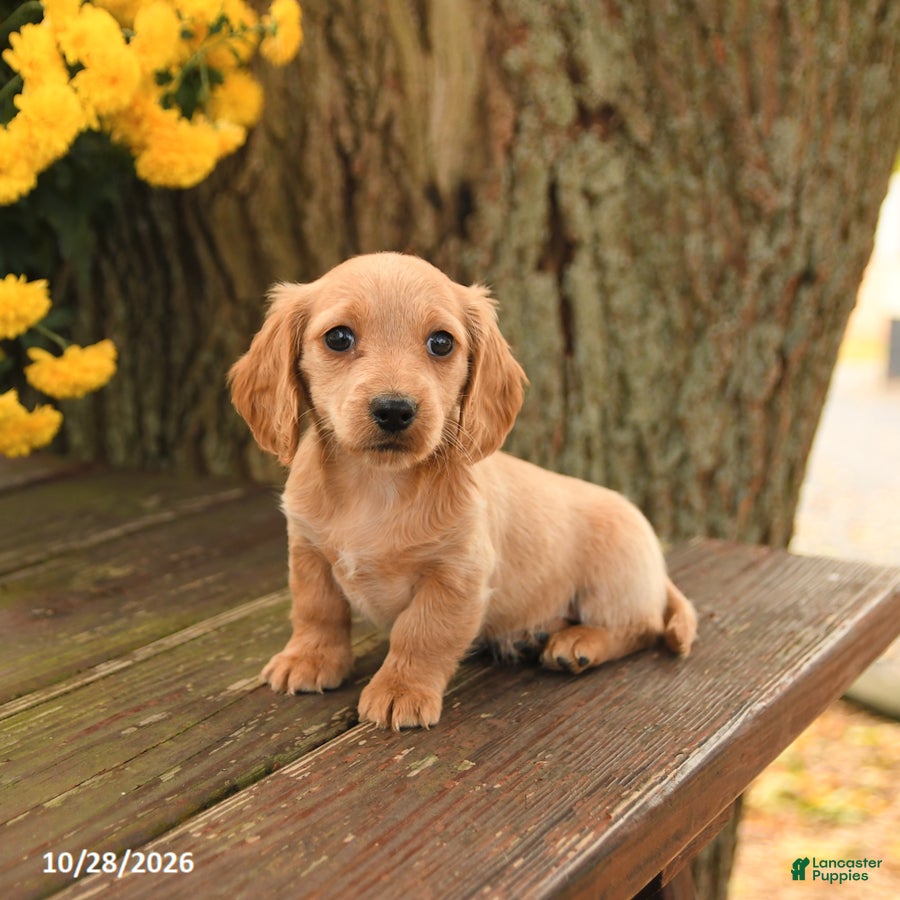 Miniature Dachshund dogs for sale: Daisy - Ad 1