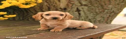 Miniature Dachshund dogs for sale: Daisy - Ad 1
