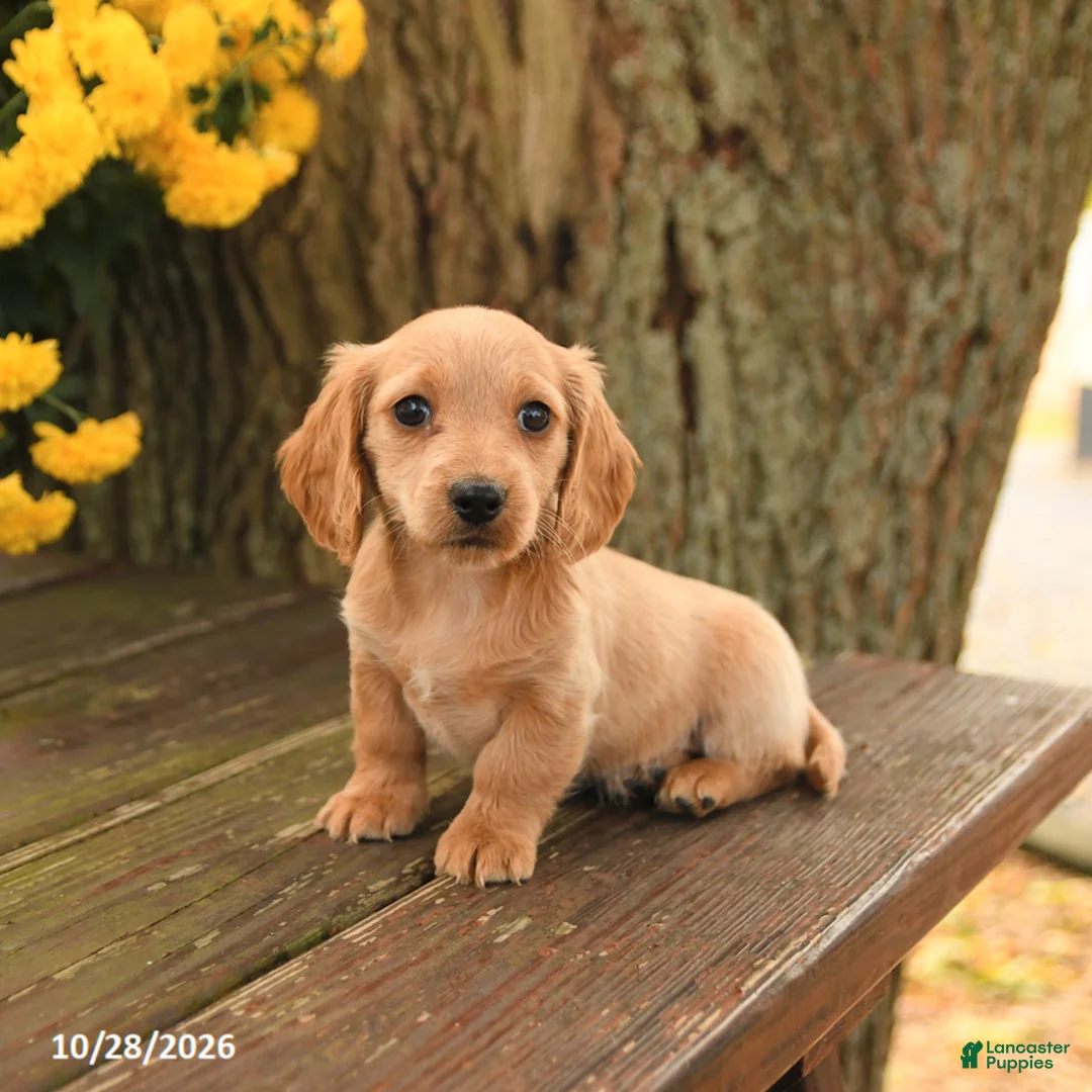 Miniature Dachshund dogs for sale: Daisy - Ad 1