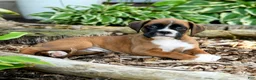 Boxer dogs for sale: Benji - Ad 2