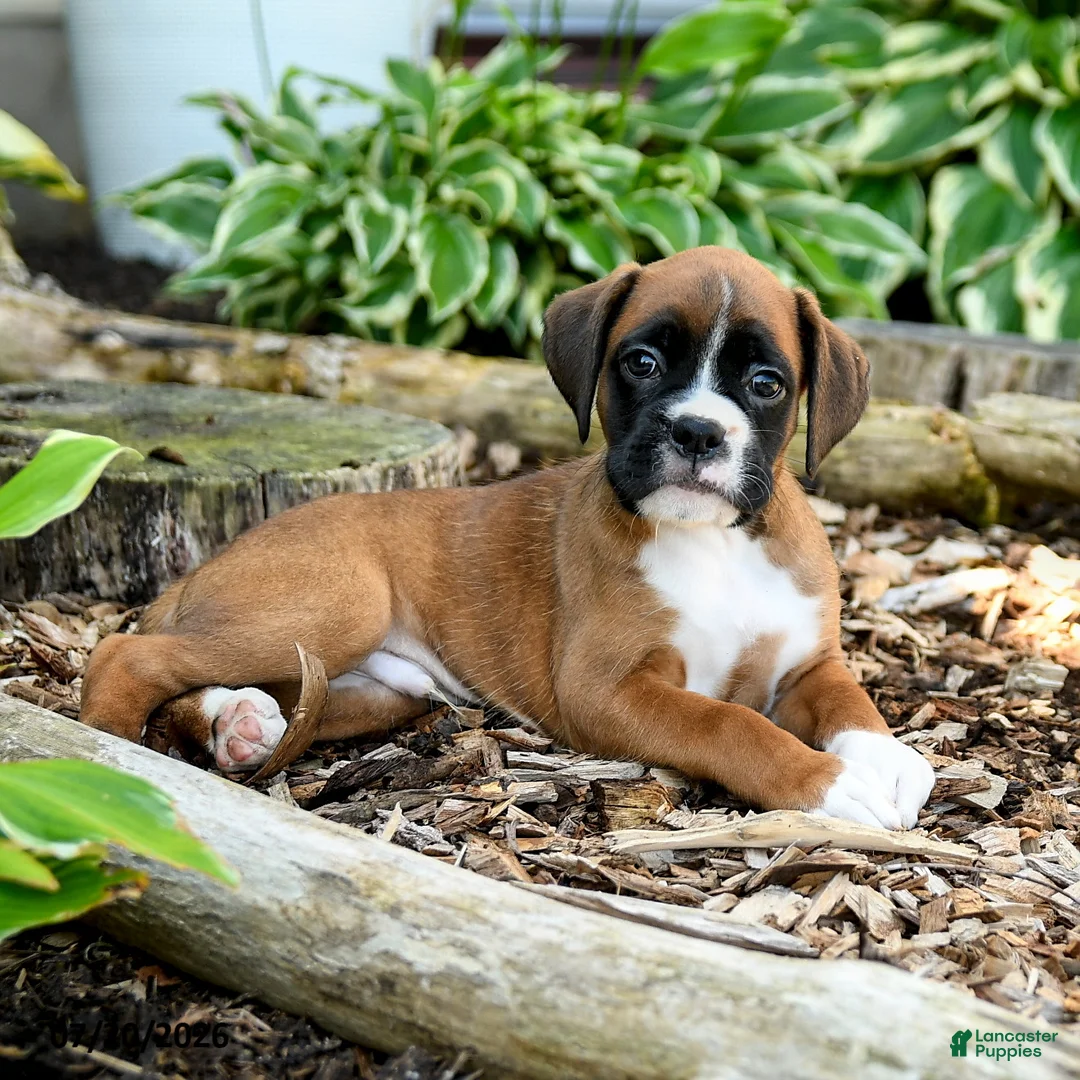 Boxer dogs for sale: Benji - Ad 2