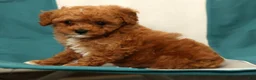Miniature Poodle dogs for sale: Bella - Ad 8