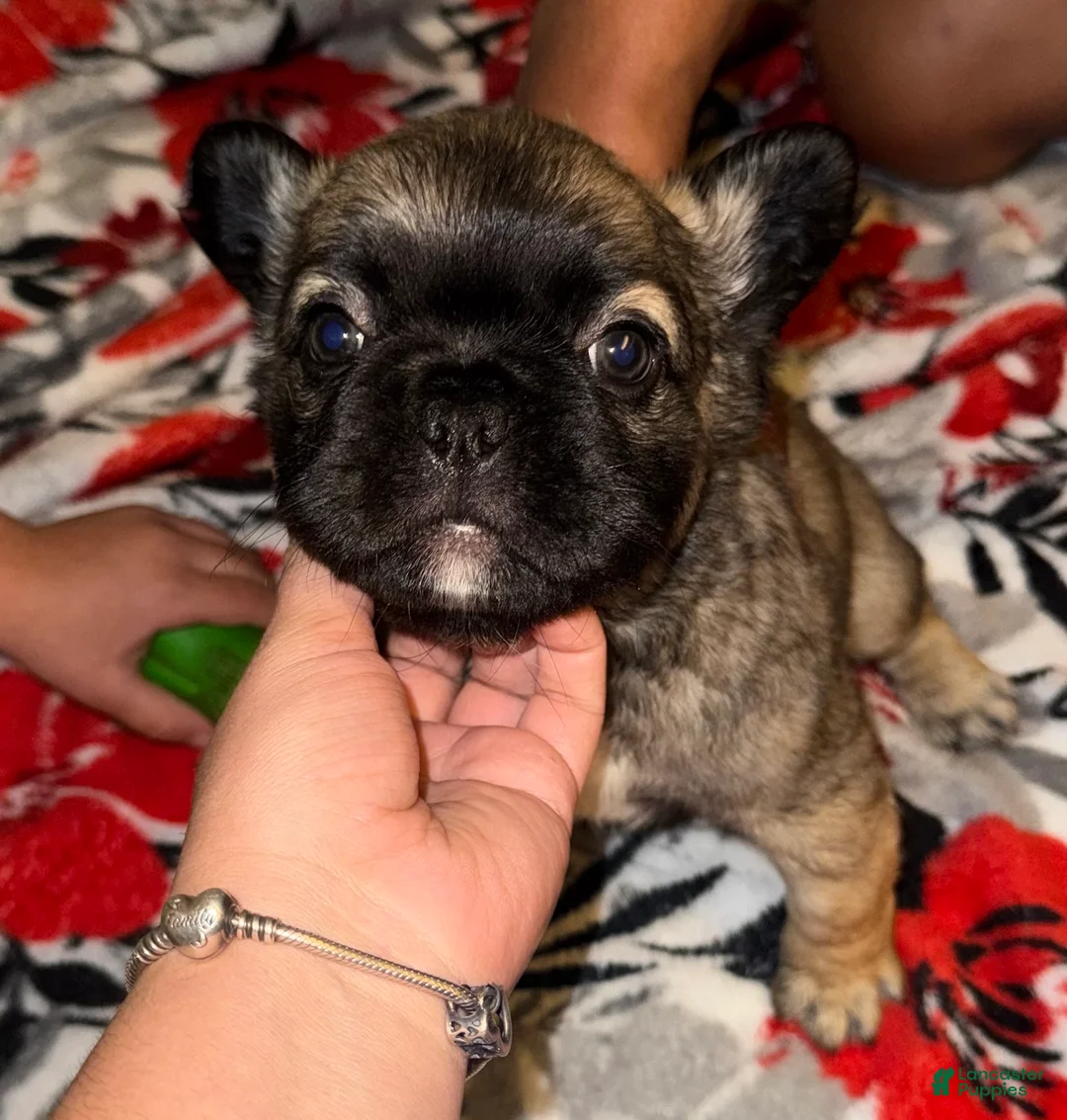French Bulldog dogs for sale: French Bulldog Black & Tan short Hair - Ad 8
