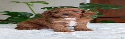 Cavapoo dogs for sale: Kody - Ad 8