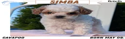 Cavapoo dogs for sale: Simba - Ad 1