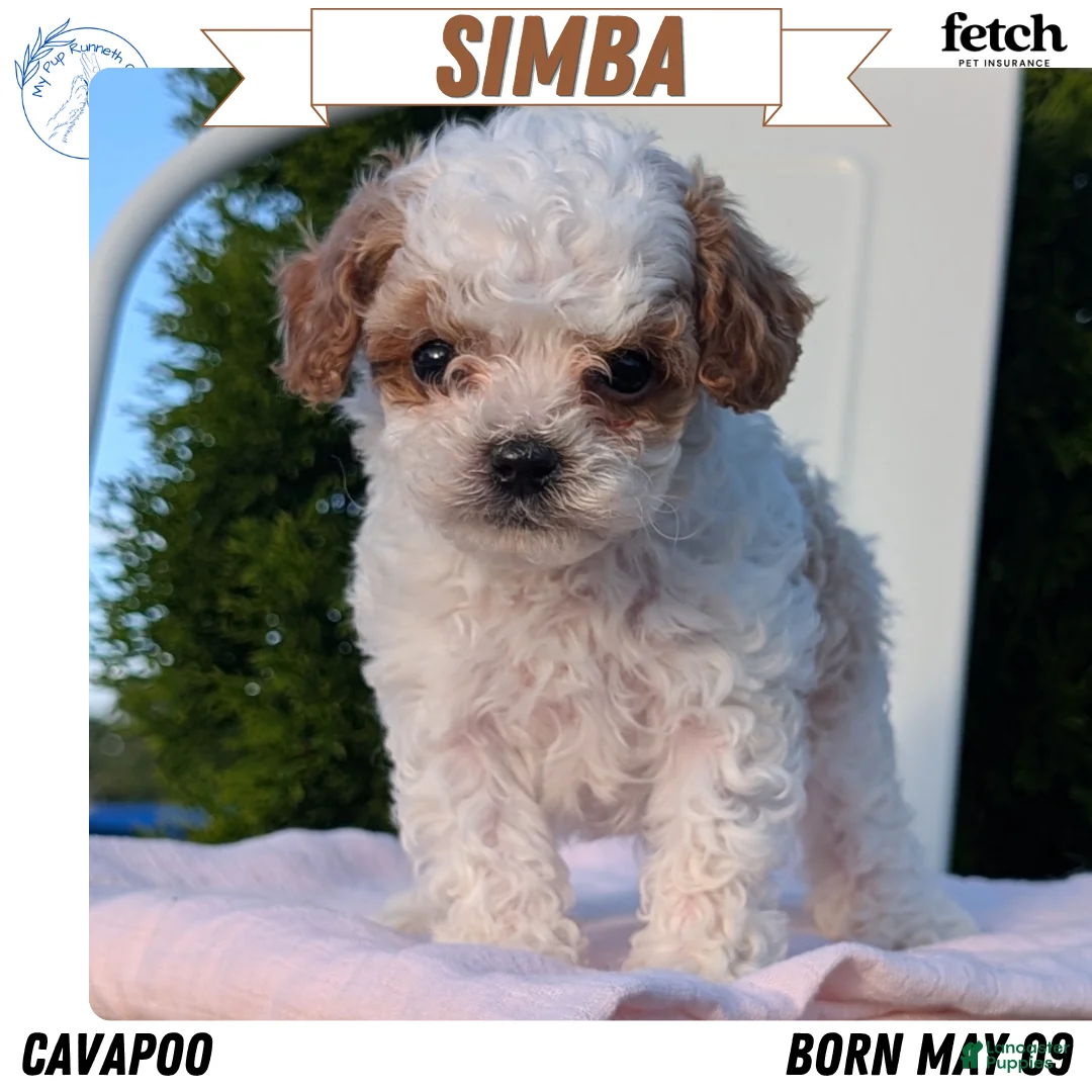 Cavapoo dogs for sale: Simba - Ad 1