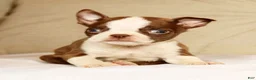 Boston Terrier dogs for sale: Peanut - Ad 5