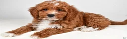 Mini Goldendoodle dogs for sale: Parker - Ad 7