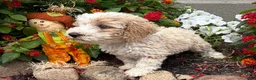 Miniature Poodle dogs for sale: Toby - Ad 7