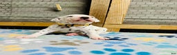 Dalmatian dogs for sale: Dalmatian Puppy Yellow Collar - Ad 2