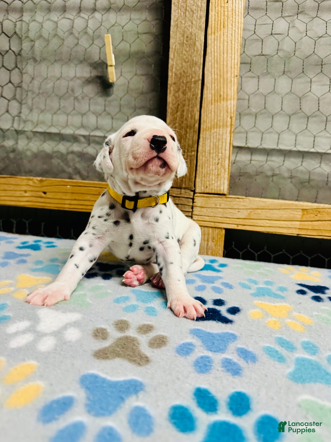 Dalmatian dogs for sale: Dalmatian Puppy Yellow Collar - Ad 2
