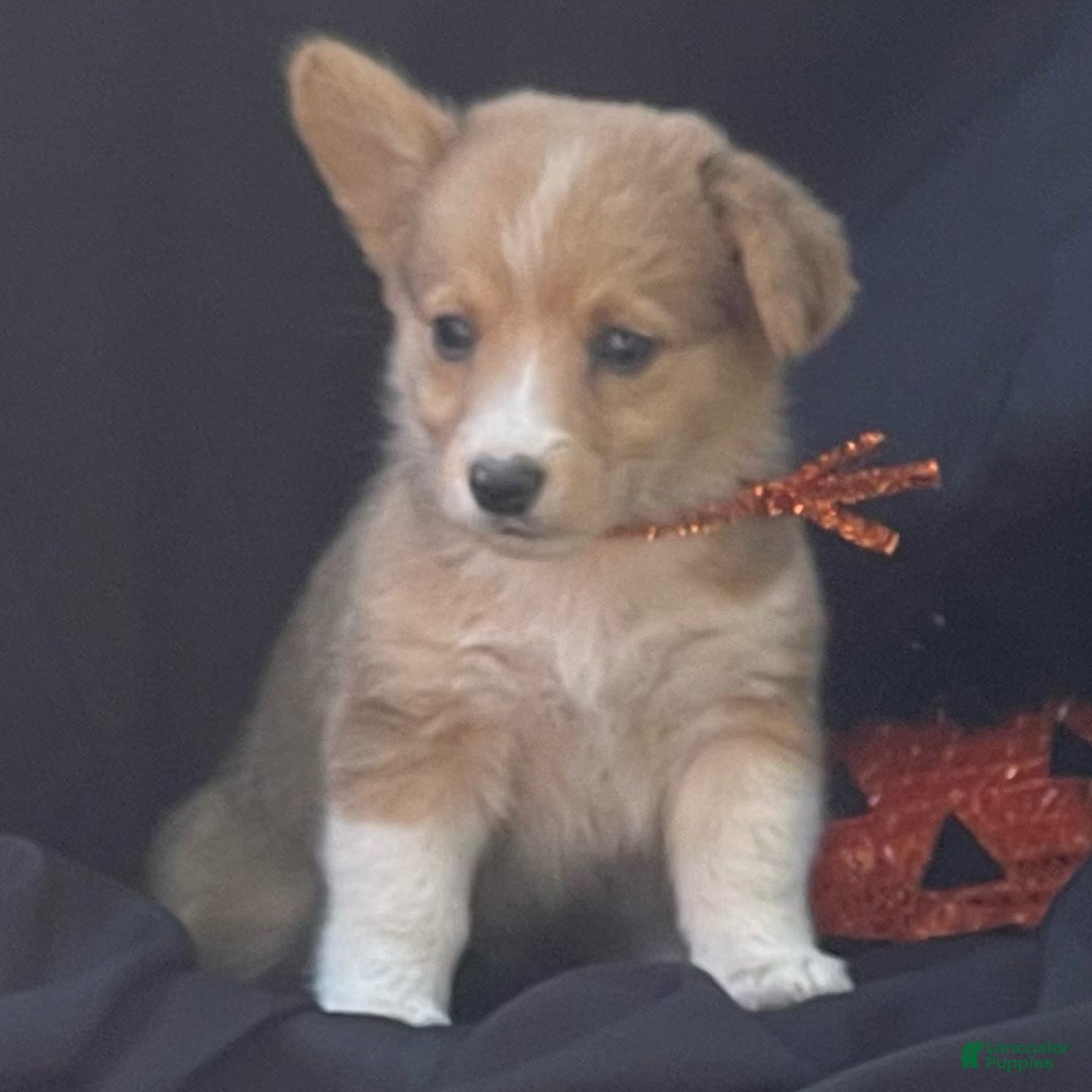 Gallery Image {{count}}