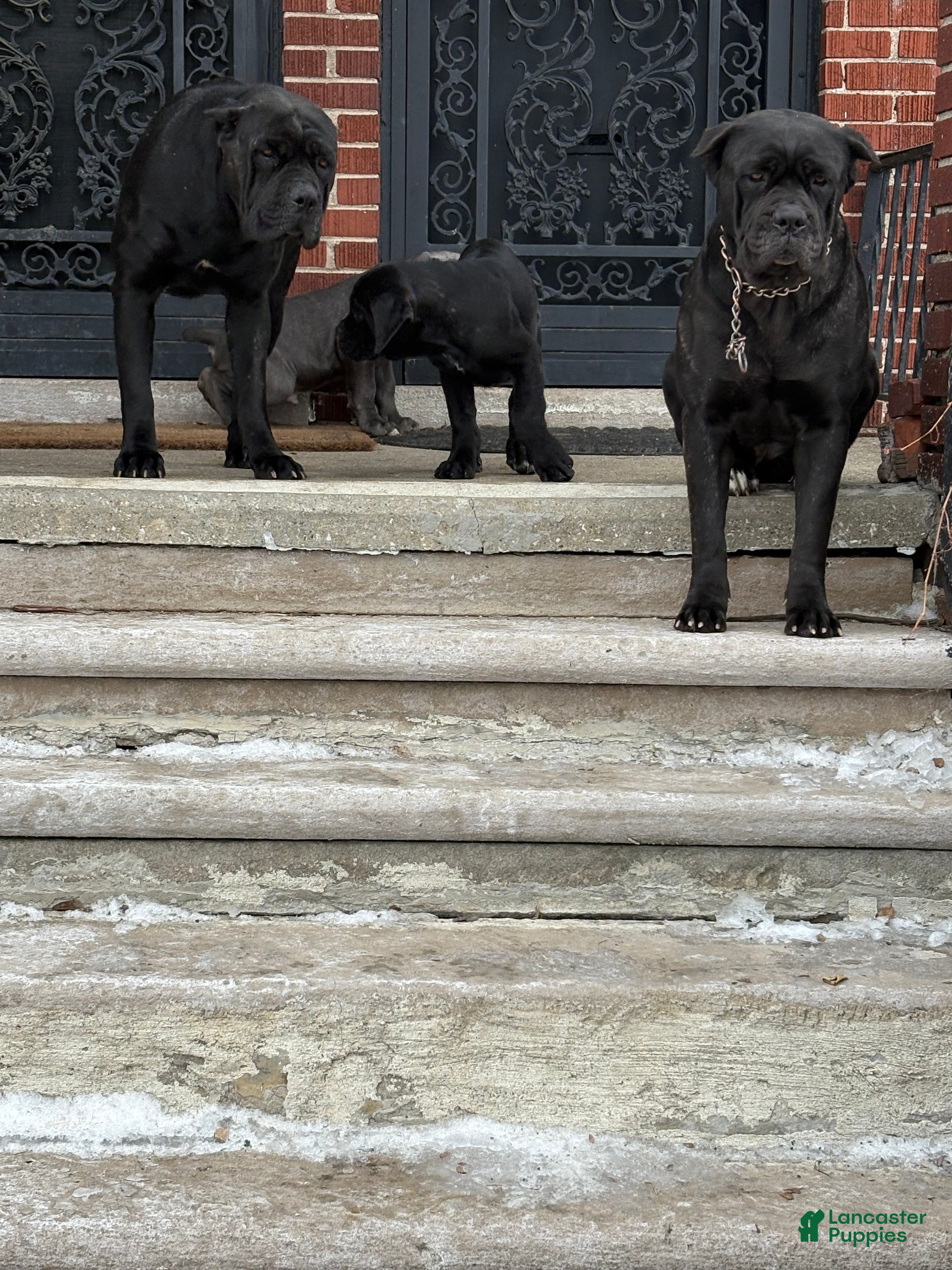 Cane Corso dogs Cane Corso Puppy 2 - Ad 6