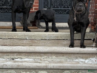 Cane Corso dogs Cane Corso Puppy 2 - Ad 7