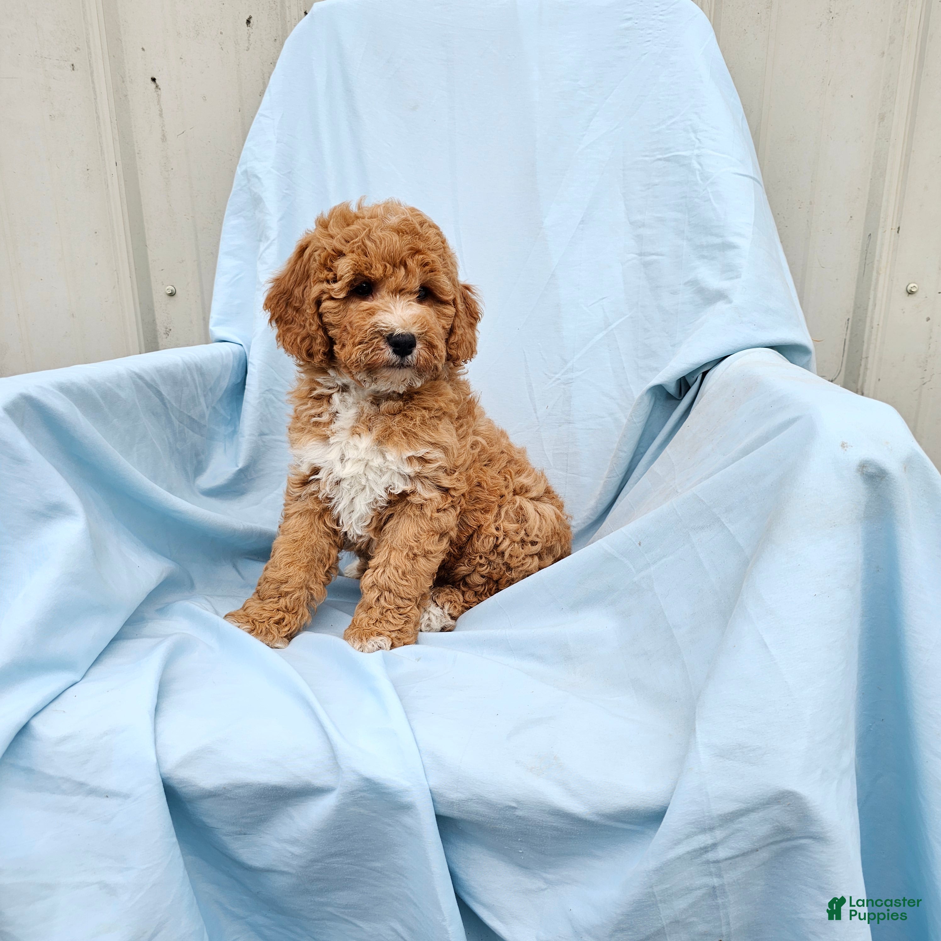 Mini Goldendoodle dogs Roman - Ad 1