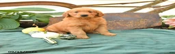 Golden Retriever dogs for sale: Angel - Ad 1