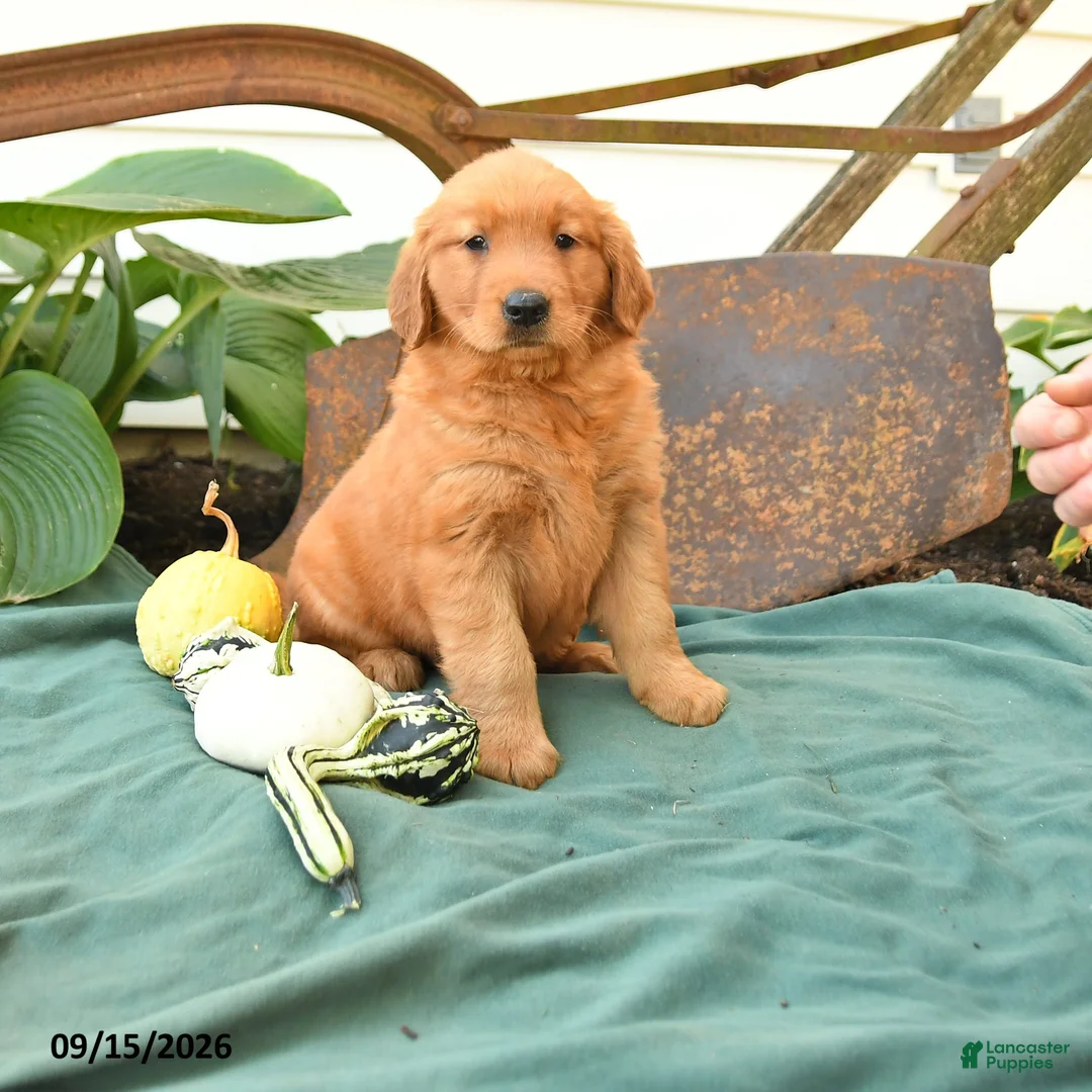 Golden Retriever dogs for sale: Angel - Ad 1