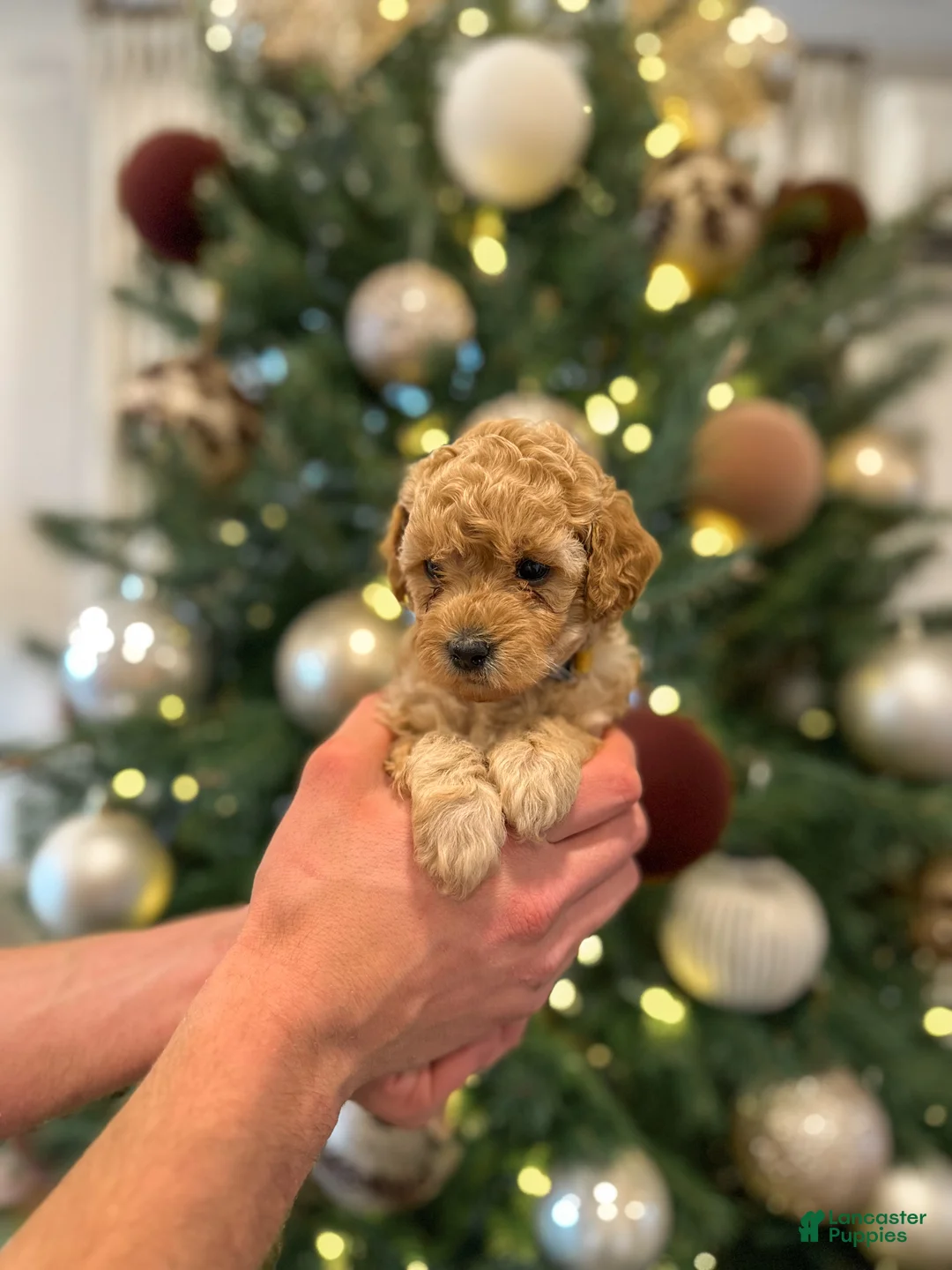 Mini Goldendoodle dogs for sale: Olive  - Ad 6