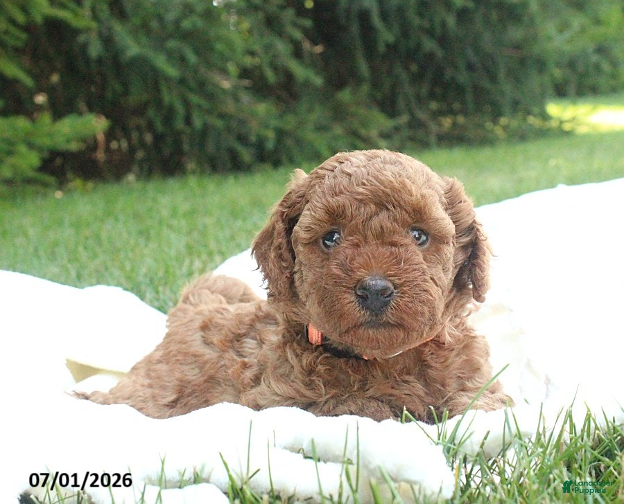 Miniature Poodle dogs Jenna - Ad 2