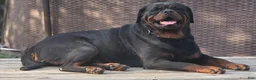 Rottweiler dogs for sale: Rottweiler 1 - Ad 9