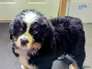 Bernese Mountain Dog dogs Duke - Ad 4