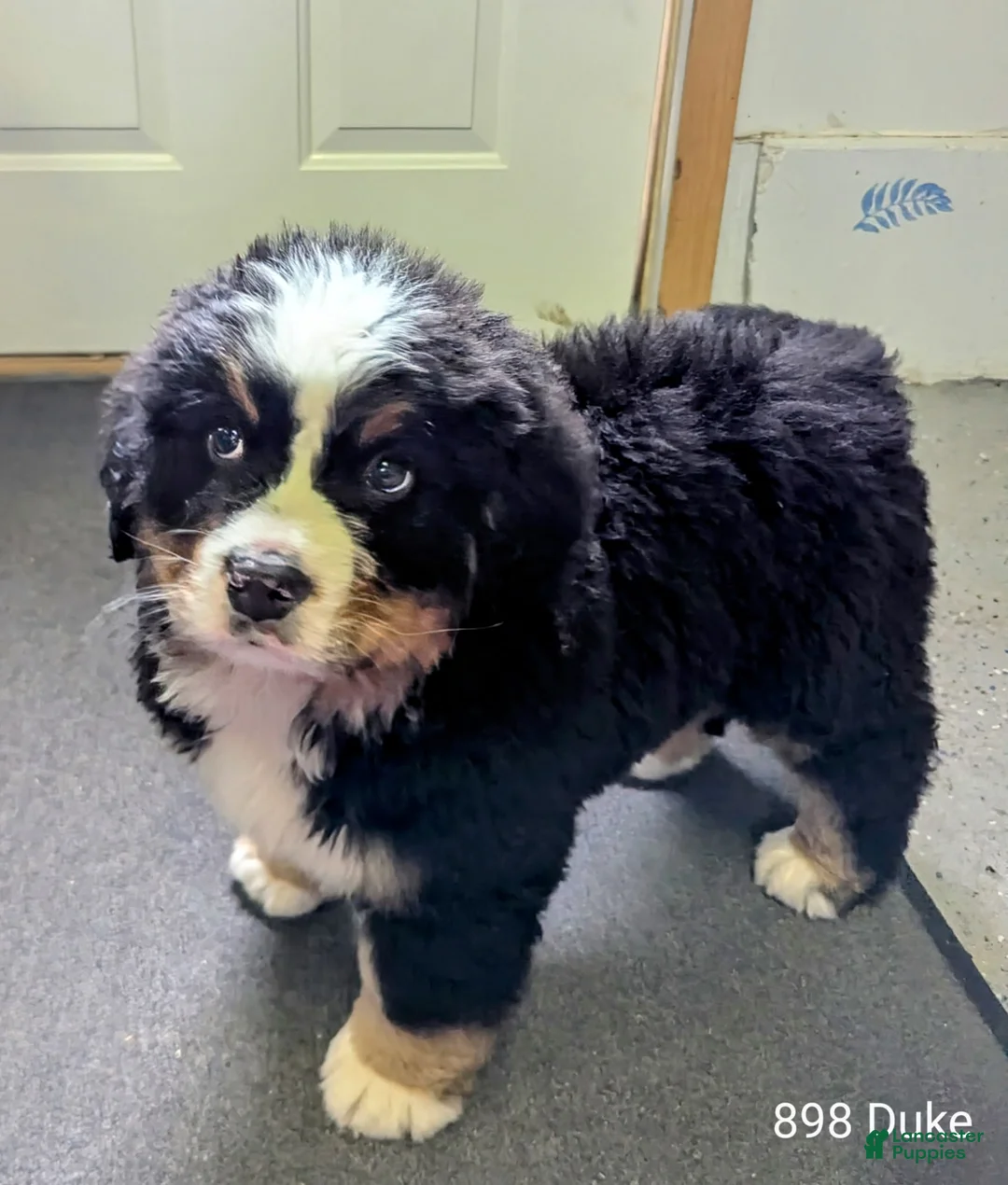 Bernese Mountain Dog dogs for sale: Duke - Ad 1