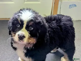 Bernese Mountain Dog dogs Duke - Ad 10
