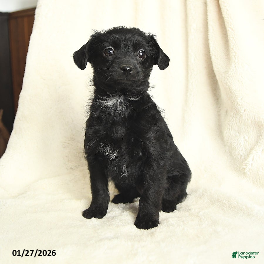 Yorkiepoo dogs Duchess - Ad 2