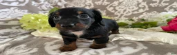 Miniature Dachshund dogs for sale: Kira - Ad 4