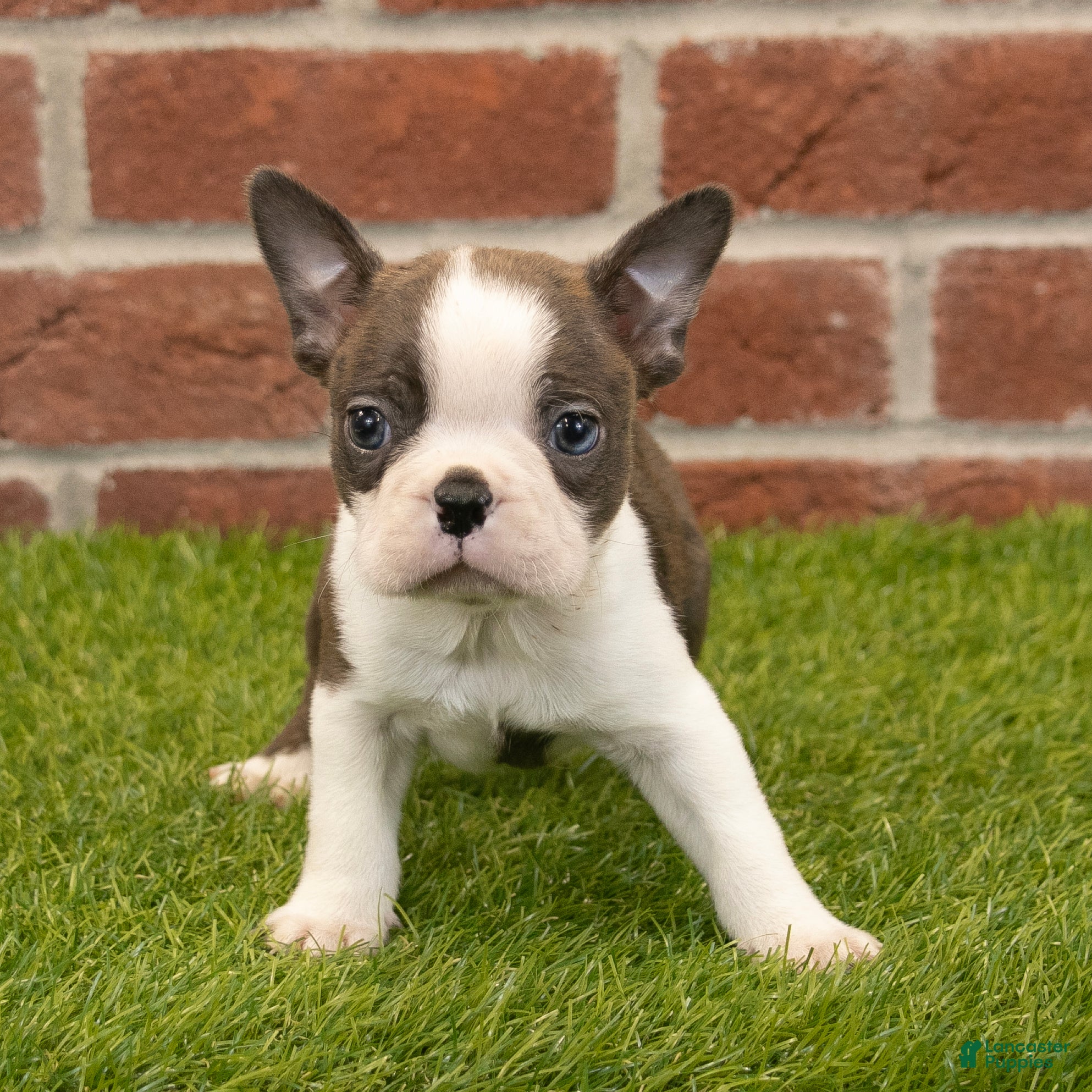 Boston Terrier dogs Rambo - Ad 2